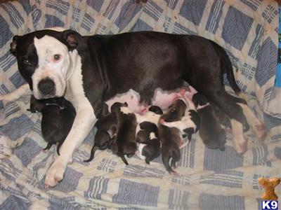 Puppies in COLDWATER